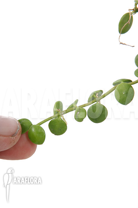 Dischidia nummularia &lsquo;Button&rsquo;