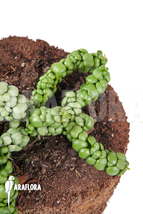 Dischidia nummularifolia “Dragon Jade”