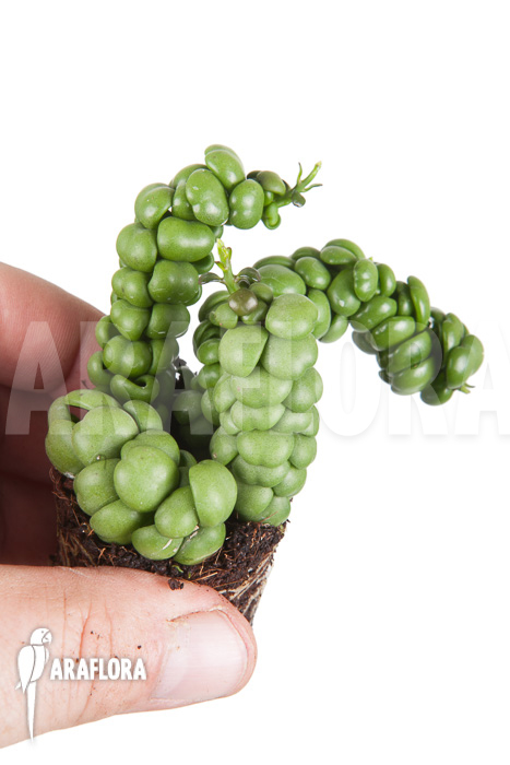 Dischidia nummularifolia “Dragon Jade” &lsquo;Starter&rsquo;