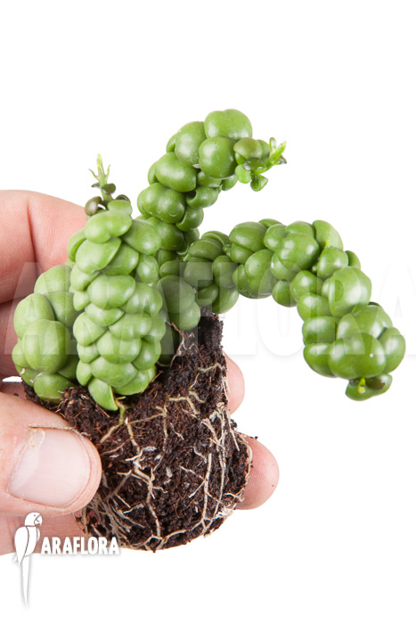 Dischidia nummularifolia “Dragon Jade” &lsquo;Starter&rsquo;