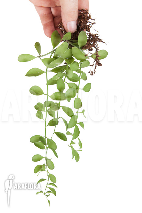 Dischidia oiantha &lsquo;M&rsquo;