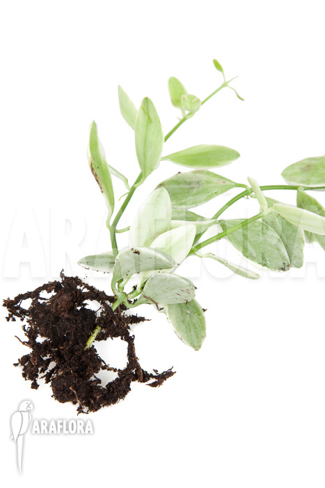 Dischidia oiantha Variegata &lsquo;M&rsquo;