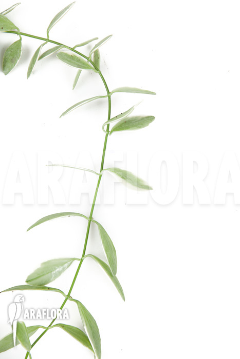 Dischidia oiantha Variegata &lsquo;M&rsquo;