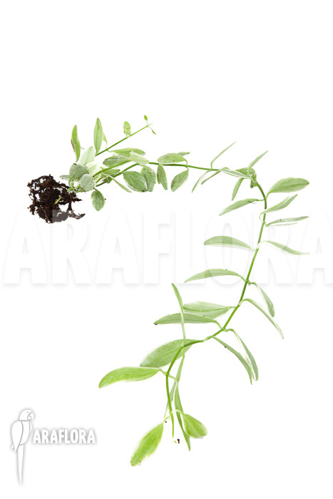 Dischidia oiantha Variegata &lsquo;M&rsquo;