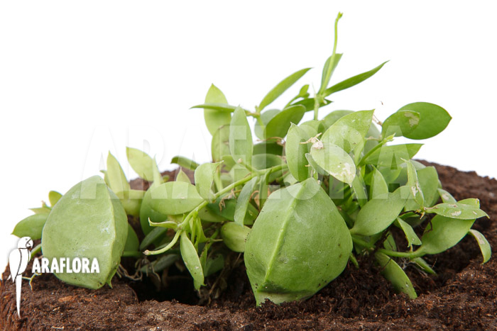 Dischidia pectinoides &lsquo;Type B&rsquo;