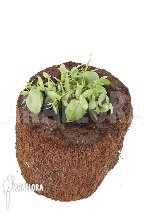 Dischidia pectinoides &lsquo;Type B&rsquo;