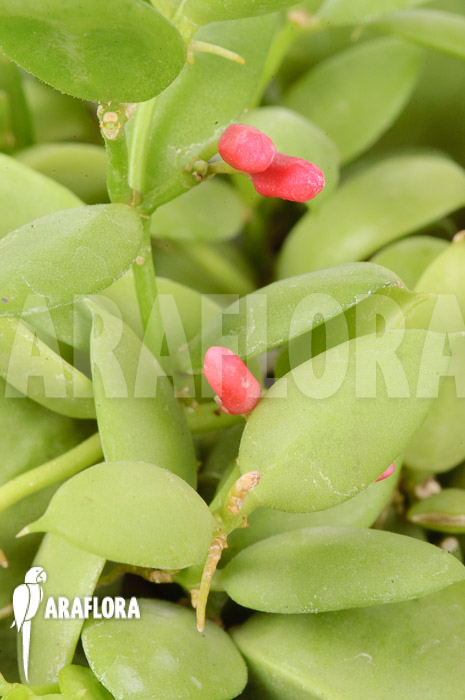 Dischidia pectinoides &lsquo;Type B&rsquo;