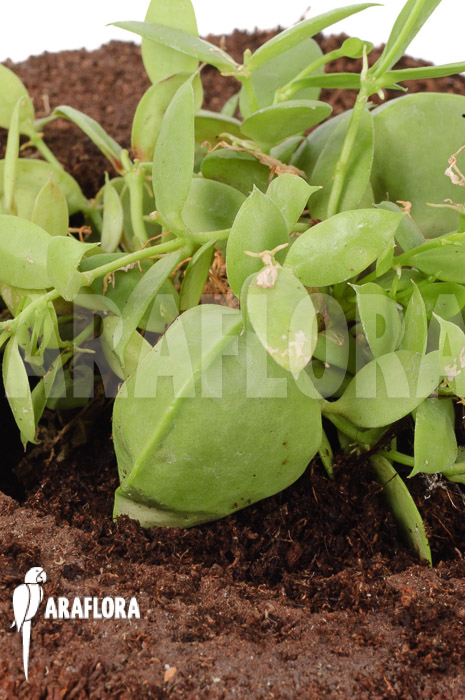 Dischidia pectinoides &lsquo;Type B&rsquo;