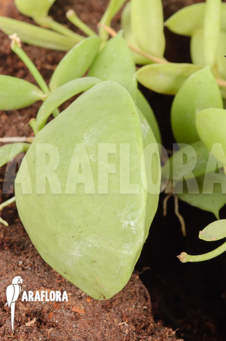 Dischidia pectinoides &lsquo;Type B&rsquo;