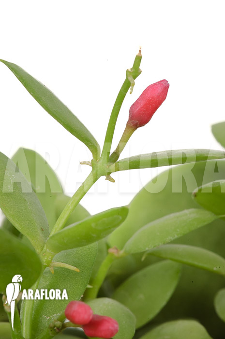 Dischidia pectinoides &lsquo;Type B&rsquo;