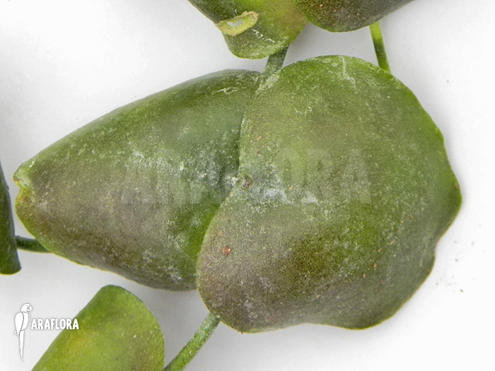 Dischidia platyphylla