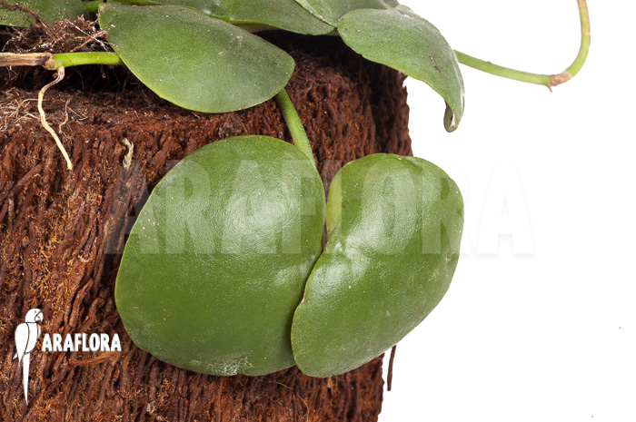 Dischidia platyphylla &lsquo;XL&rsquo;