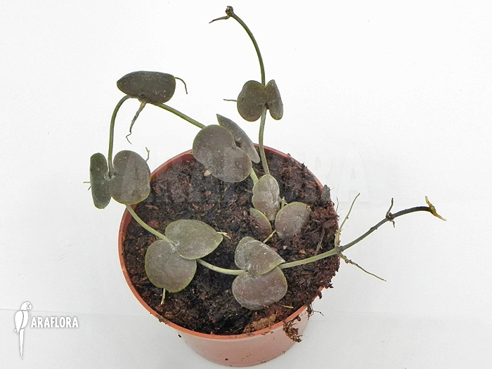 Dischidia platyphylla &lsquo;Type A&rsquo;