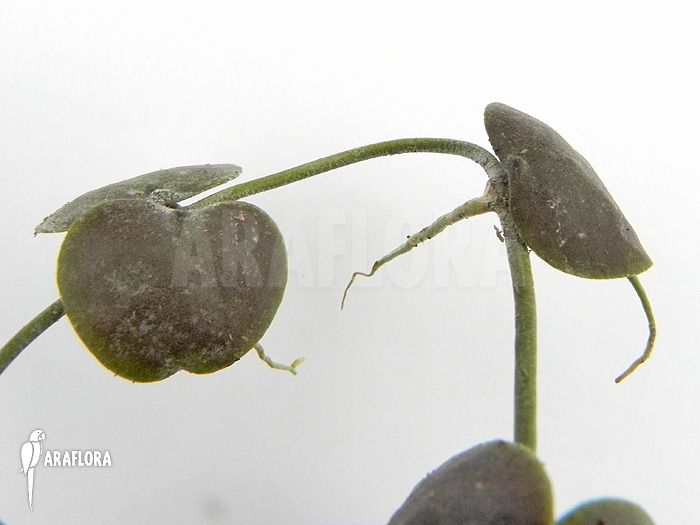 Dischidia platyphylla &lsquo;Type A&rsquo;