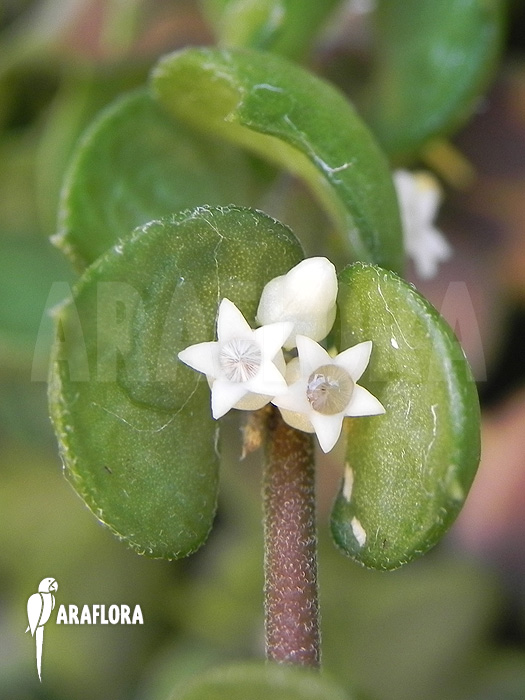 Dischidia ruscifolia