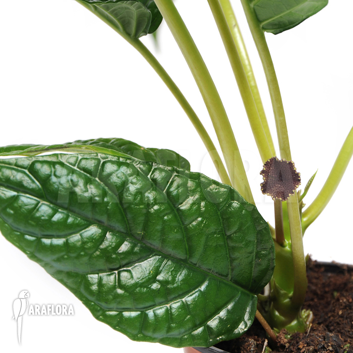 Dorstenia brasiliensis