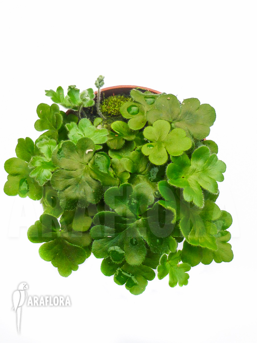 Doryopteris cordata &lsquo;Antenna fern&rsquo;