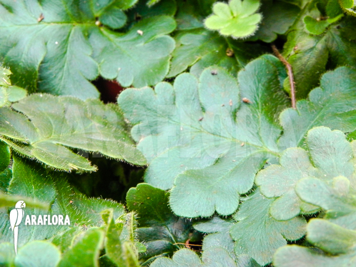 Doryopteris cordata &lsquo;Antenna fern&rsquo;