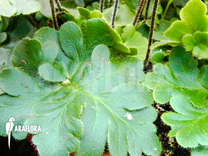 Doryopteris cordata &lsquo;Antenna fern&rsquo;