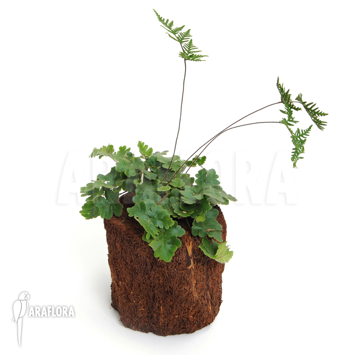 Doryopteris cordata &lsquo;Antenna fern&rsquo;