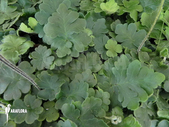 Doryopteris cordata &lsquo;Antenna fern&rsquo;