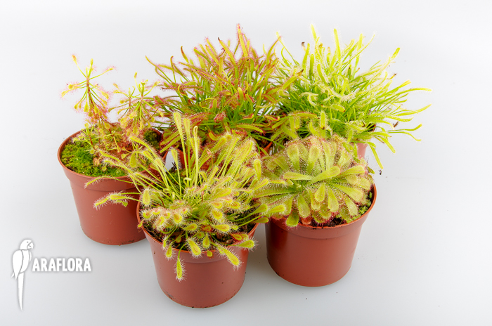 Drosera South Africa Package 5