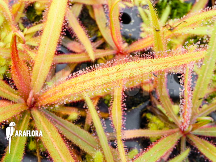 Drosera adelae