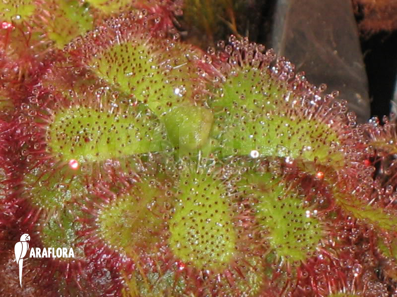 Drosera admirabilis