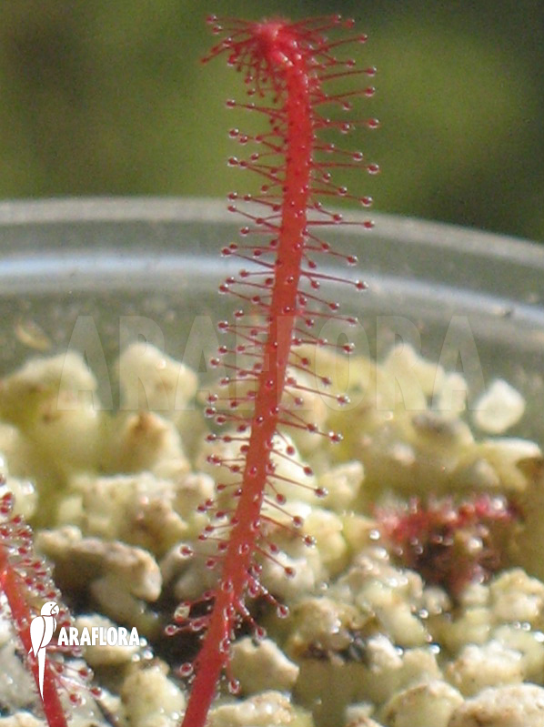 Drosera alba