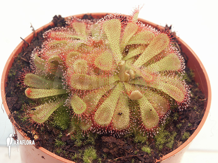 Drosera aliciae