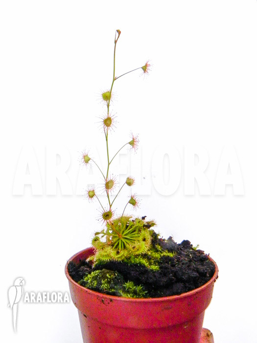 Drosera andersoniana