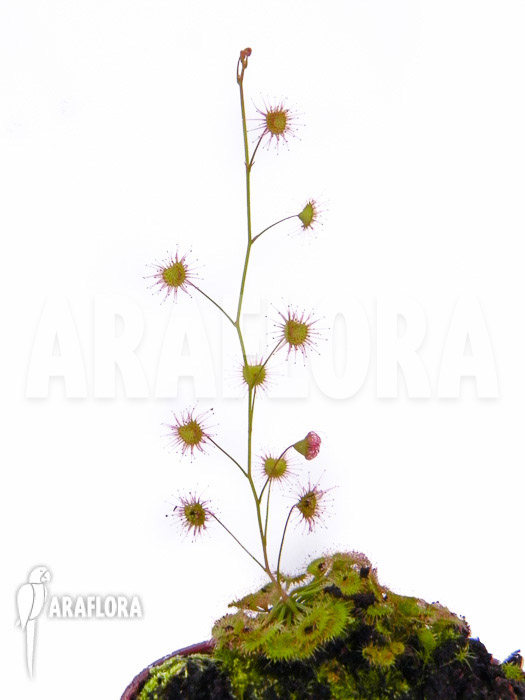 Drosera andersoniana