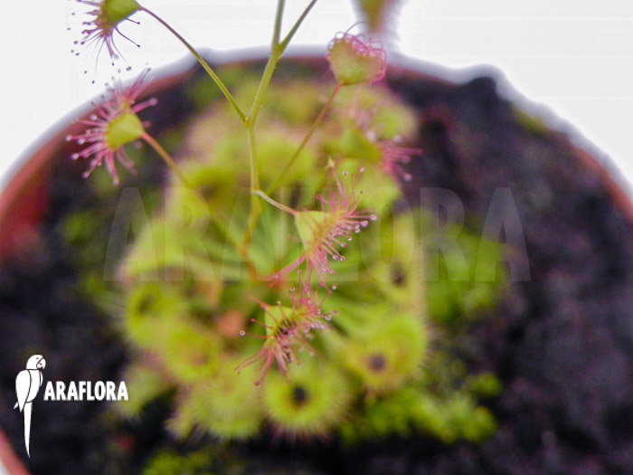 Drosera andersoniana