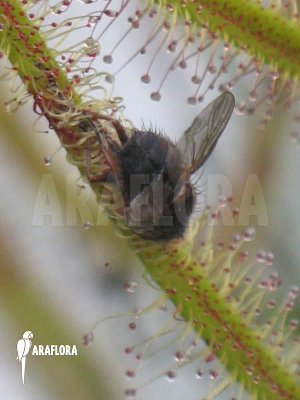 Drosera binata var. dichotoma