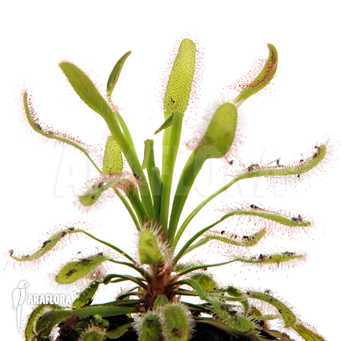 Drosera capensis &lsquo;Wide leaf&rsquo;