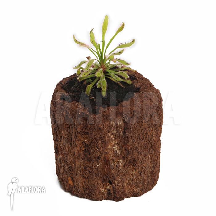 Drosera capensis &lsquo;Wide leaf&rsquo;