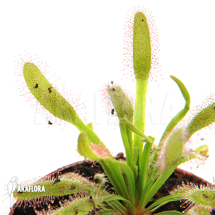 Drosera capensis &lsquo;Wide leaf&rsquo;