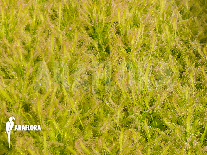 Drosera capensis &lsquo;Alba field&rsquo;
