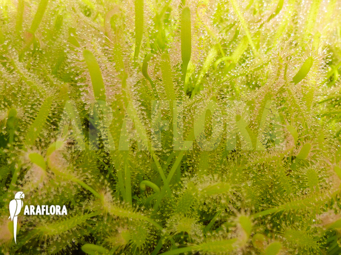 Drosera capensis &lsquo;Alba field&rsquo;