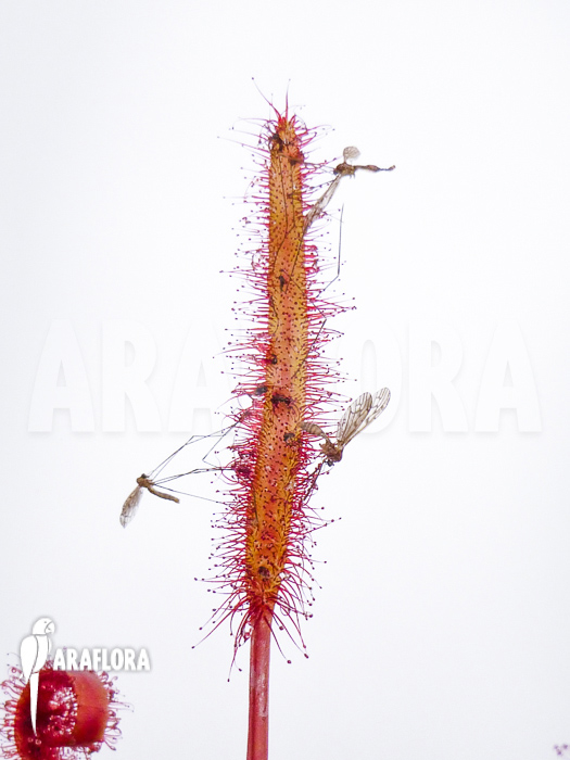 Drosera capensis &lsquo;Red&rsquo;