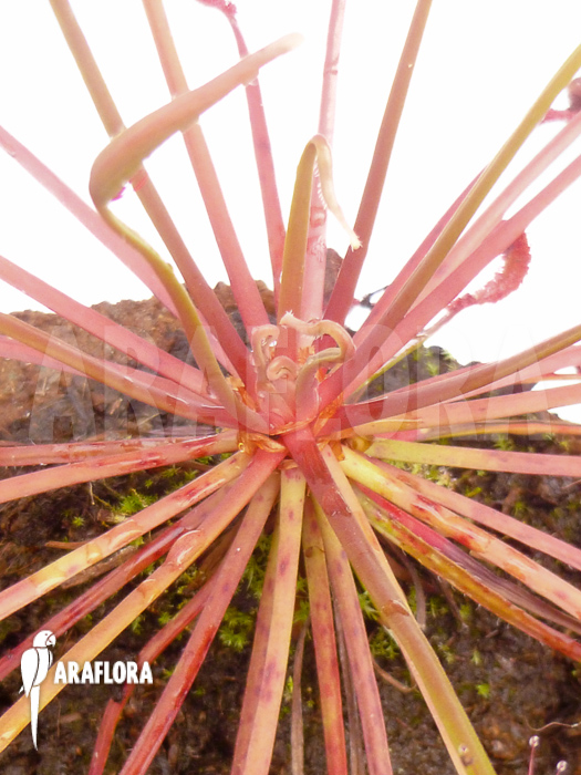 Drosera capensis &lsquo;Red&rsquo;