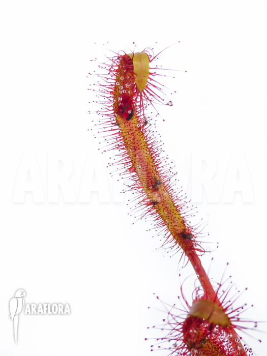 Drosera capensis &lsquo;Red&rsquo;