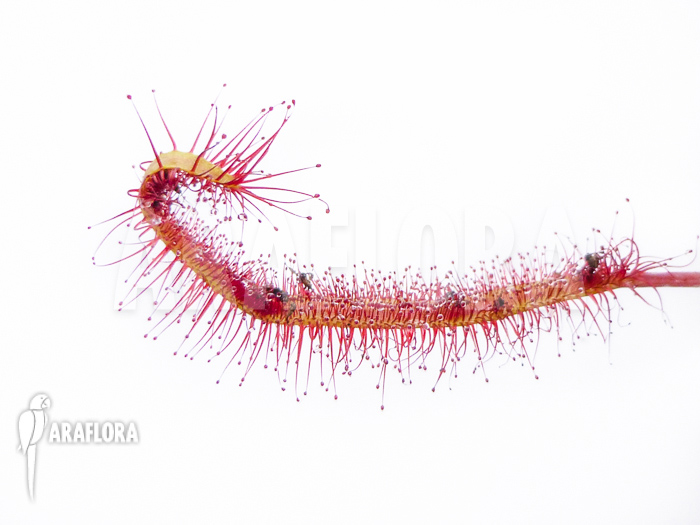 Drosera capensis &lsquo;Red&rsquo;