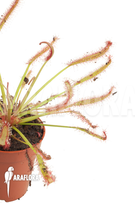 Drosera capensis &lsquo;Red&rsquo;