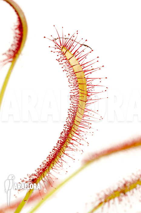 Drosera capensis &lsquo;Red&rsquo;