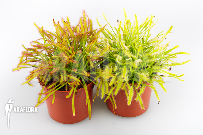 Drosera Starter package 2