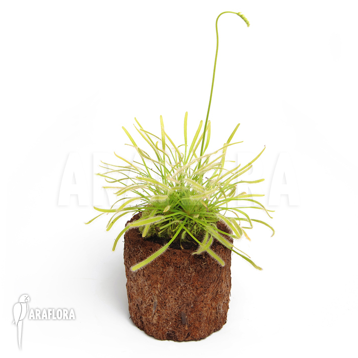 Drosera capensis &lsquo;Alba&rsquo;