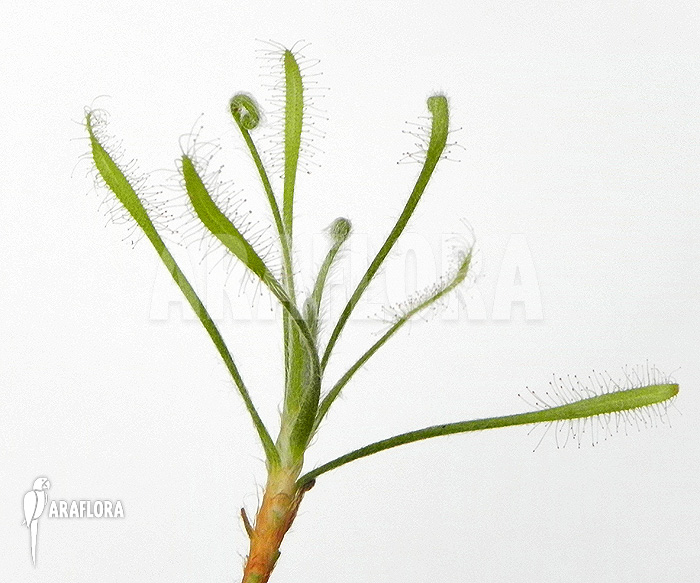 Drosera chrysolepsis