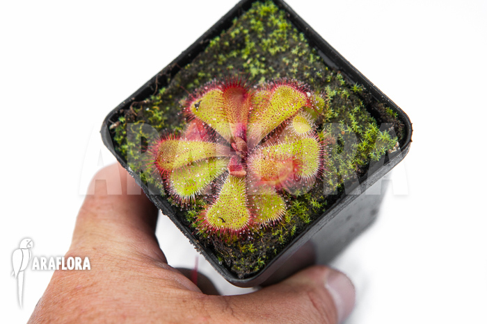 Drosera cuneifolia &lsquo;S&rsquo;