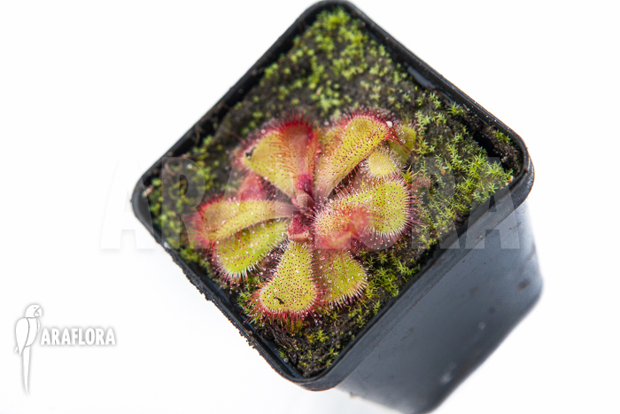 Drosera cuneifolia &lsquo;S&rsquo;